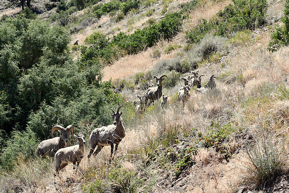 The Herd is Together_0405