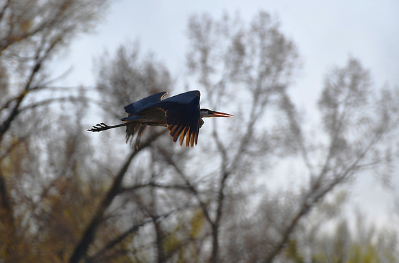 Great Blue Heron flying into the Rising Sun_1111