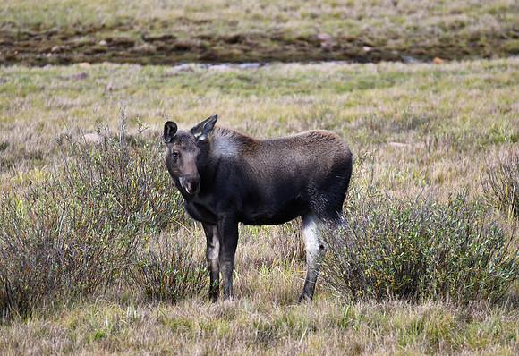 Moose calf at 3 months old_2400