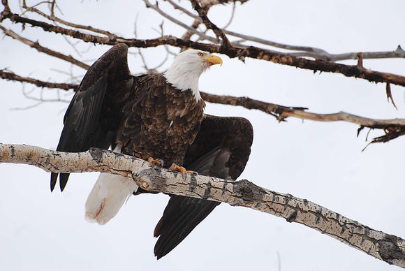 April 19 Eagles Wings DSC_0253
