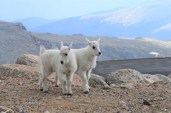 New Baby Mtn Goats_9445