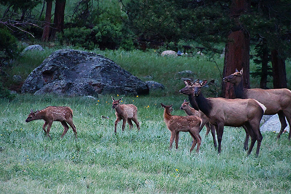 Babies in the Meadow_3117