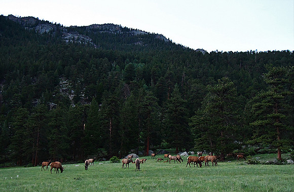 Peaceful Meadow_3223
