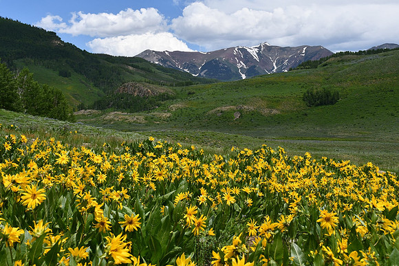 mtn sunflowers