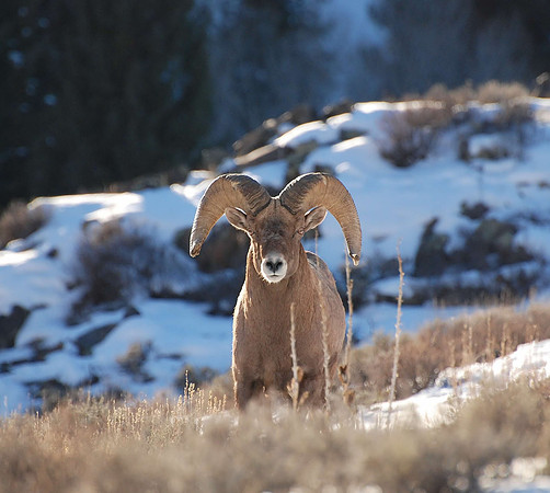 bighorn_0189