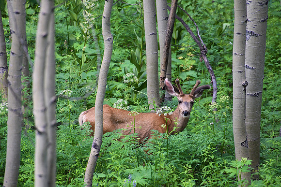 Friend in the  Forest_4227