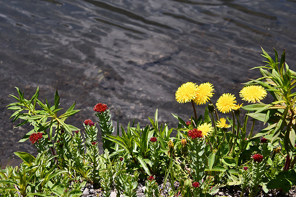 Waters Edge (Kings Crown-red) _3948