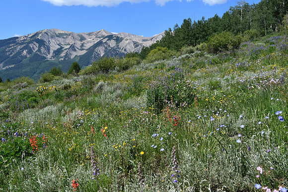God's Paintbrush_7004