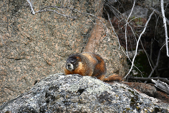 Close Up_4641