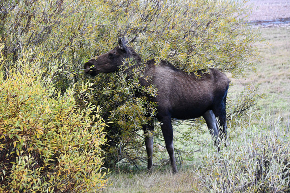 Cow Moose _3079