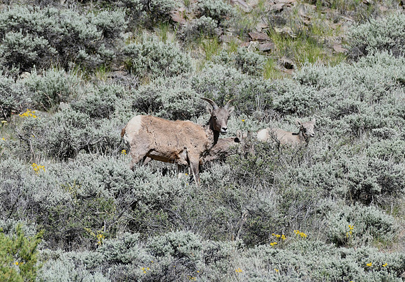 First Bighorn Lamb of the Season_3648