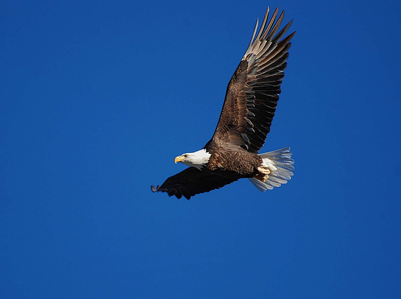 eagle fly blue sky _0193