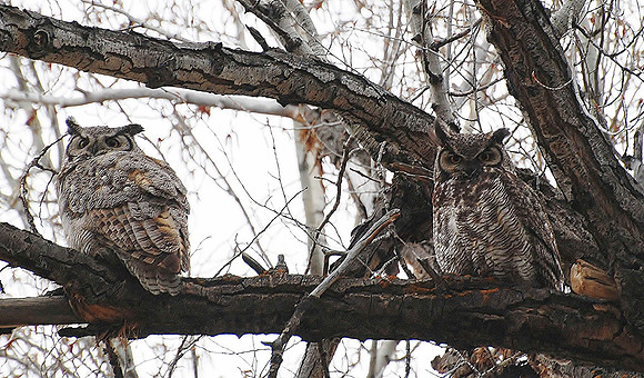 Owl Mates_0497