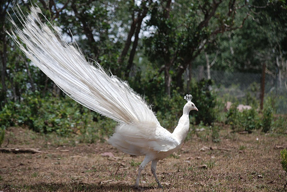 White Peacock_0754