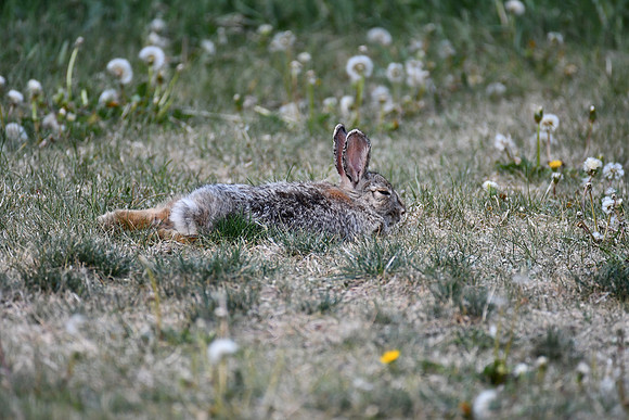 Resting Cottontail_0413