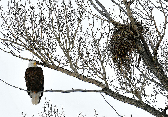 Nest Building?_3704