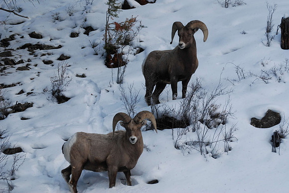 bighorn_0279