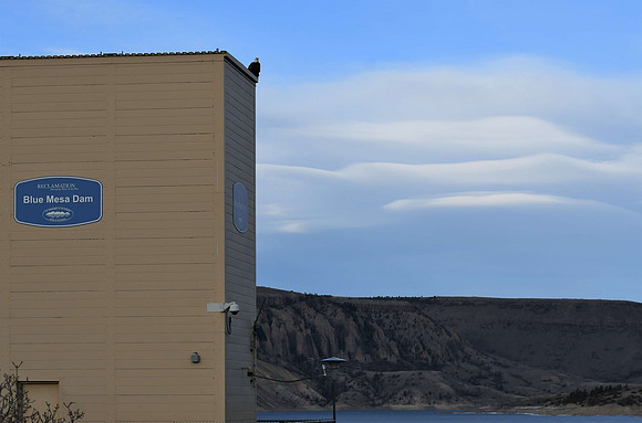 Eagle at Blue Mesa Dam_4193