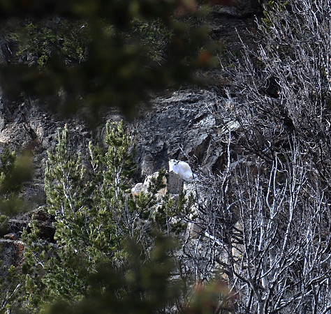 Mtn Goat on cliff_3645