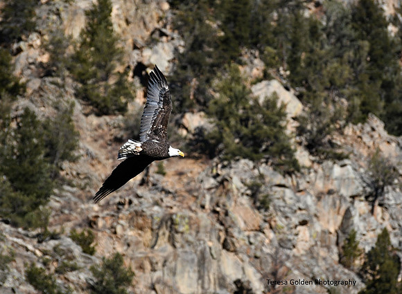 scanning the cliffs