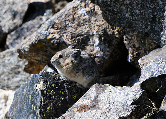 Pika Perch_1985