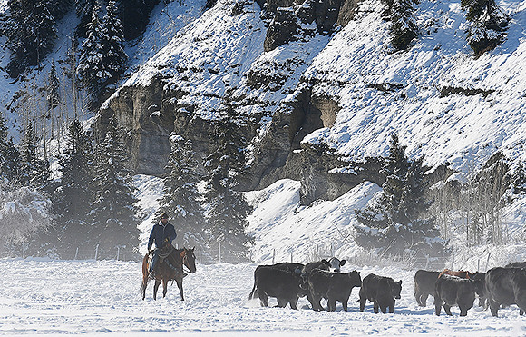 Authentic Colorado Cowboy
