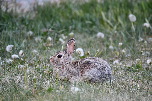 Happy Bunny_0531