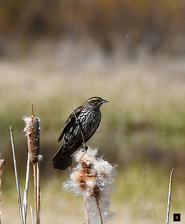 Female Redwing Black bird_3730 G