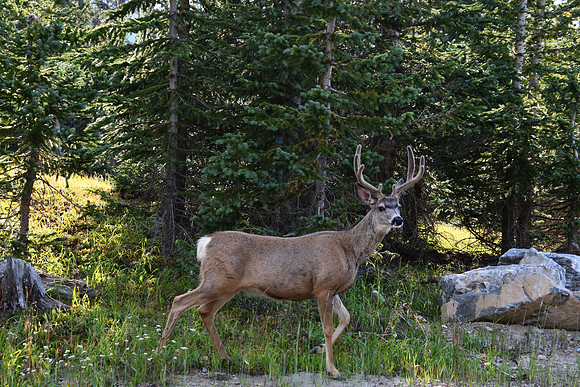 From The Forest_6077