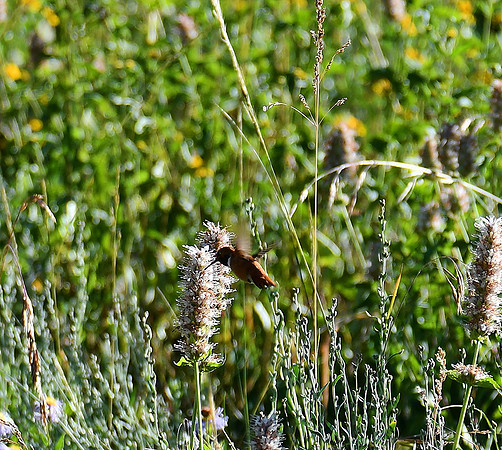 Rufus Hummingbird on Wildflowers_9629