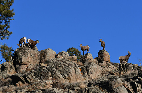 Lambs at Play_7272