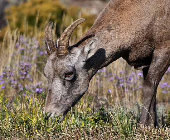 Flower Grazing_7120