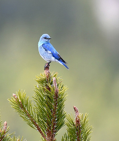 Mountain Bluebird_4578