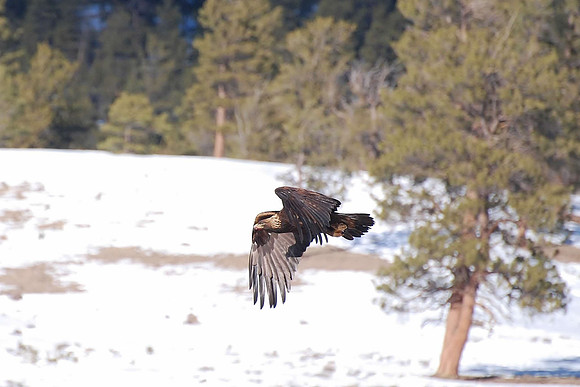 eagle 2_0042
