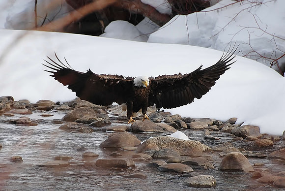 Bald Eagle fishing 0602