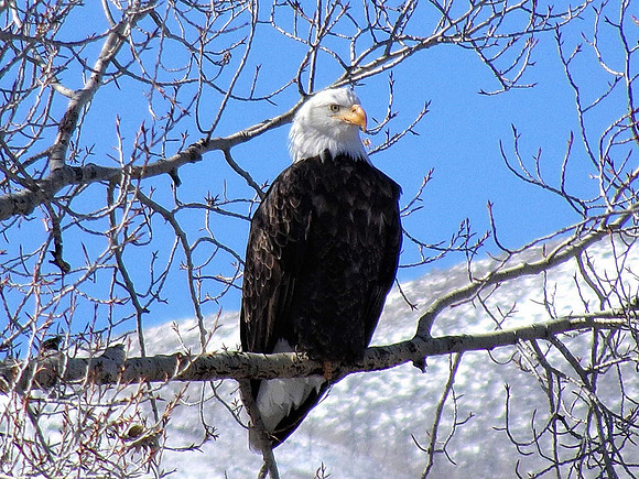 eagle