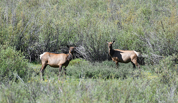 Elk calving ground_3486