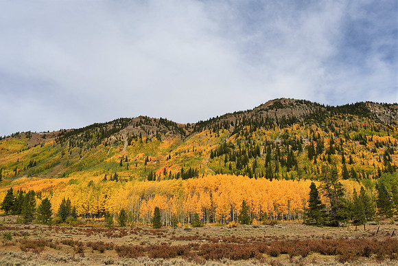 Gold hues