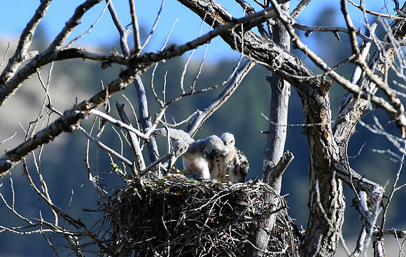 Hawk Eyas little wings_1236