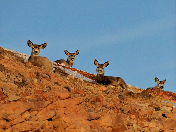 Deer at Sunset 107_5325