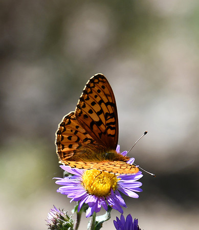 Butterfly_3969