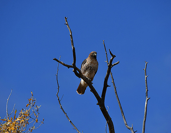 Autumn Views_2886
