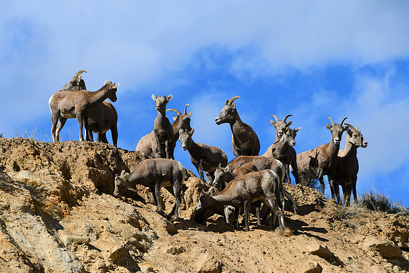 Bighorn Sheep_5022