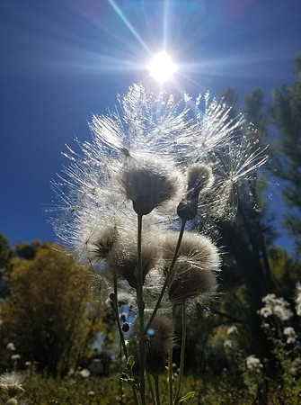 Thistle