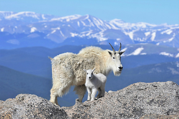 Mt. Goat Nannie and Kid_60240