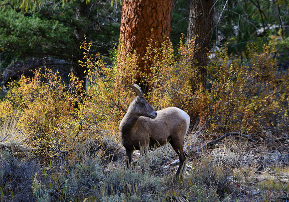 Autumn Ewe_3874