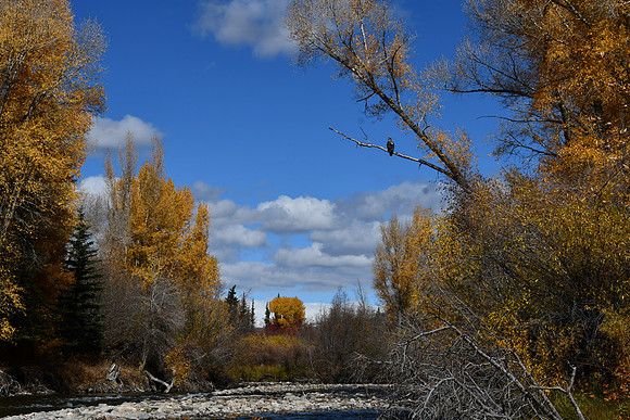 Eagle Perch_5422