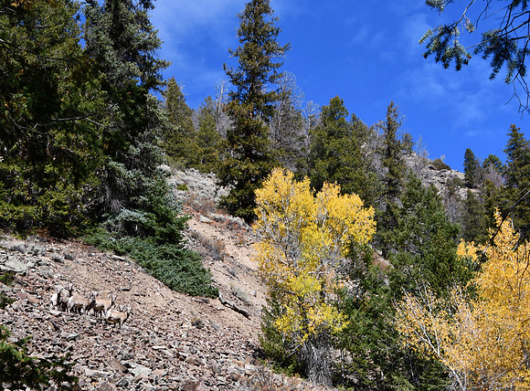 Bighorns at Play_3127