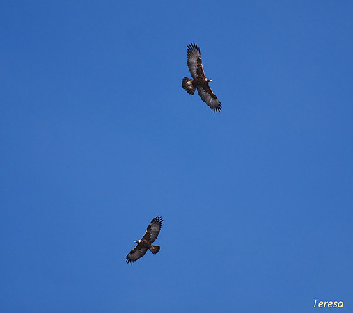 Eagle Aerial Display