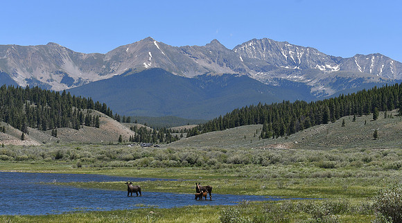 Amazing Moose Family_0512